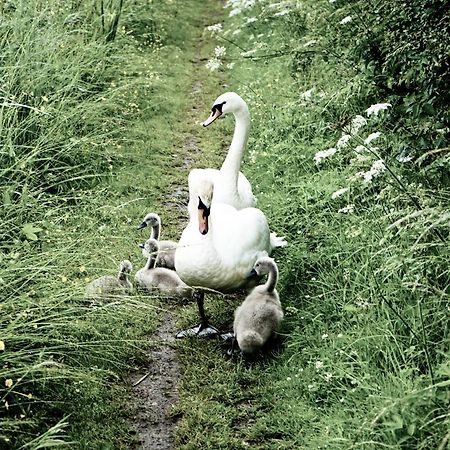 Duck Terrace With Gym Duckling Stays Kibworth Harcourt Eksteriør bilde